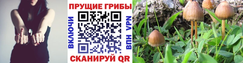 Псилоцибиновые грибы GOLDEN TEACHER  где можно купить наркотик  Холмск 